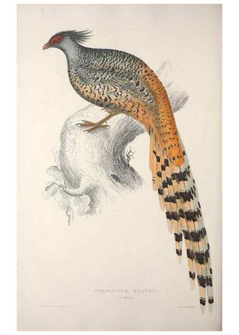 Reproducción/Reproduction 9237286987: A century of birds from the Himalaya Mountains.. London,1831.