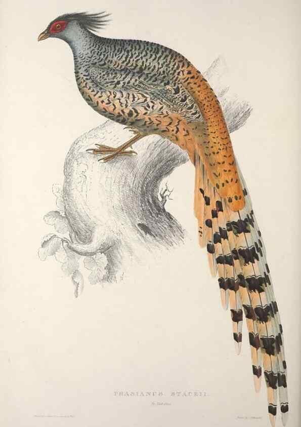 Reproducción/Reproduction 9237286987: A century of birds from the Himalaya Mountains.. London,1831.