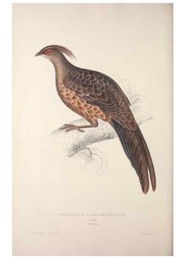 Reproducción/Reproduction 9240065440: A century of birds from the Himalaya Mountains.. London,1831.