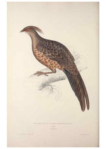 Reproducción/Reproduction 9240065440: A century of birds from the Himalaya Mountains.. London,1831.