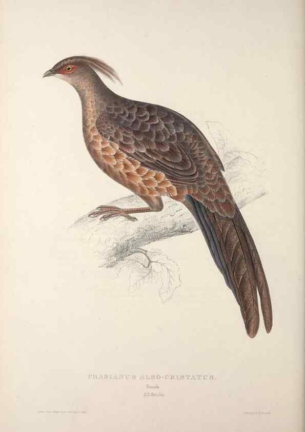 Reproducción/Reproduction 9240065440: A century of birds from the Himalaya Mountains.. London,1831.