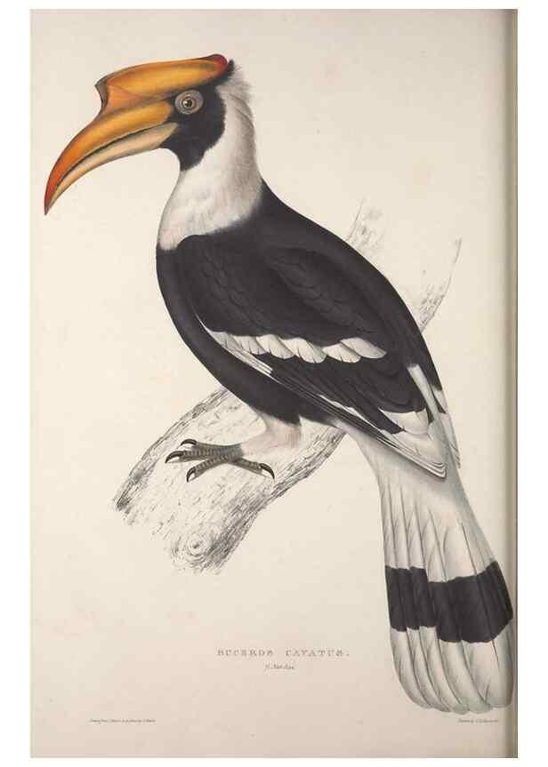 Reproducción/Reproduction 9240034068: A century of birds from the Himalaya Mountains.. London,1831.