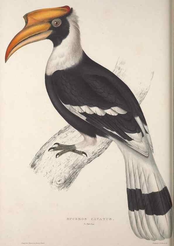 Reproducción/Reproduction 9240034068: A century of birds from the Himalaya Mountains.. London,1831.