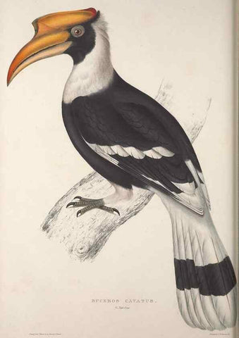 Reproducción/Reproduction 9240034068: A century of birds from the Himalaya Mountains.. London,1831.