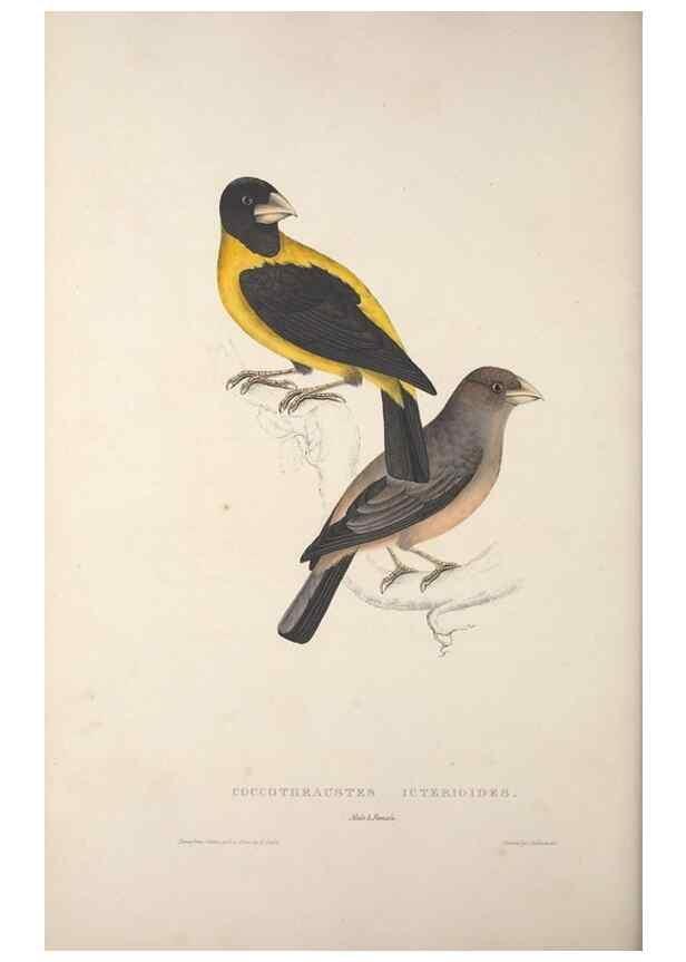 Reproducción/Reproduction 9237256355: A century of birds from the Himalaya Mountains.. London,1831.