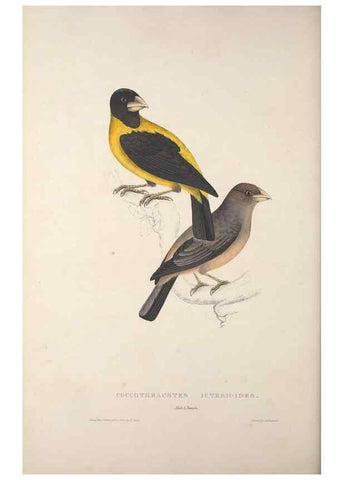 Reproducción/Reproduction 9237256355: A century of birds from the Himalaya Mountains.. London,1831.