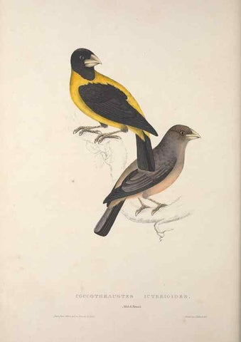Reproducción/Reproduction 9237256355: A century of birds from the Himalaya Mountains.. London,1831.
