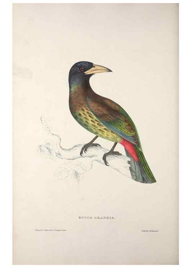 Reproducción/Reproduction 9237257499: A century of birds from the Himalaya Mountains.. London,1831.