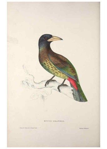 Reproducción/Reproduction 9237257499: A century of birds from the Himalaya Mountains.. London,1831.