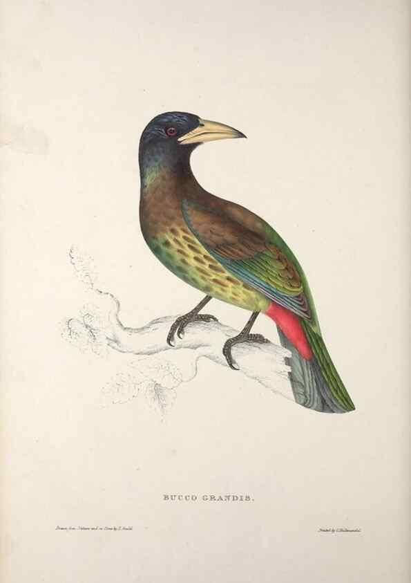 Reproducción/Reproduction 9237257499: A century of birds from the Himalaya Mountains.. London,1831.