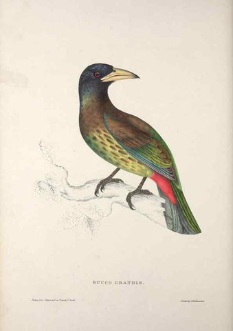 Reproducción/Reproduction 9237257499: A century of birds from the Himalaya Mountains.. London,1831.