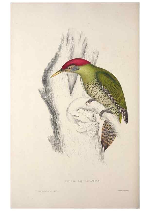 Reproducción/Reproduction 9240039002: A century of birds from the Himalaya Mountains.. London,1831.