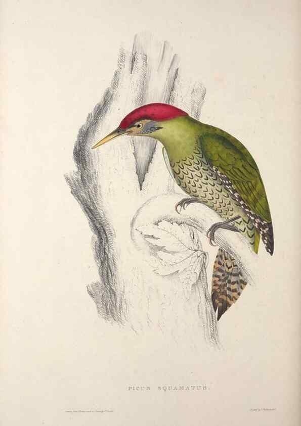 Reproducción/Reproduction 9240039002: A century of birds from the Himalaya Mountains.. London,1831.