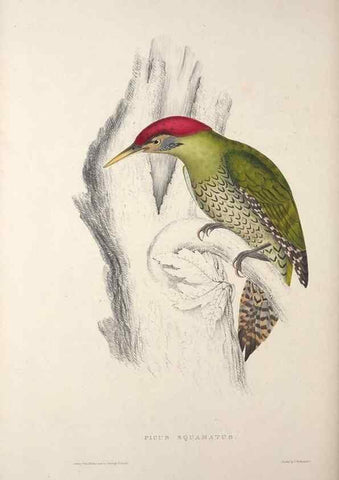 Reproducción/Reproduction 9240039002: A century of birds from the Himalaya Mountains.. London,1831.