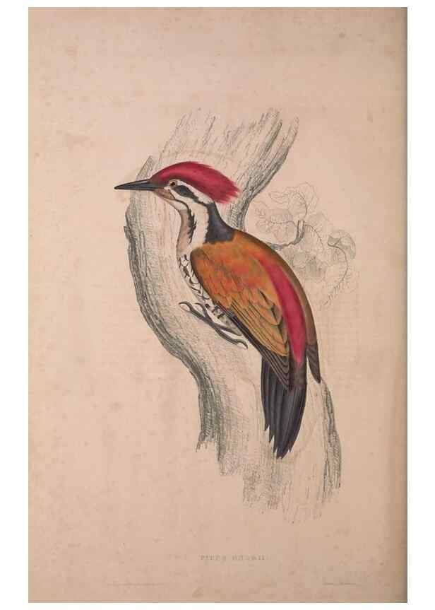 Reproducción/Reproduction 9240040196: A century of birds from the Himalaya Mountains.. London,1831.