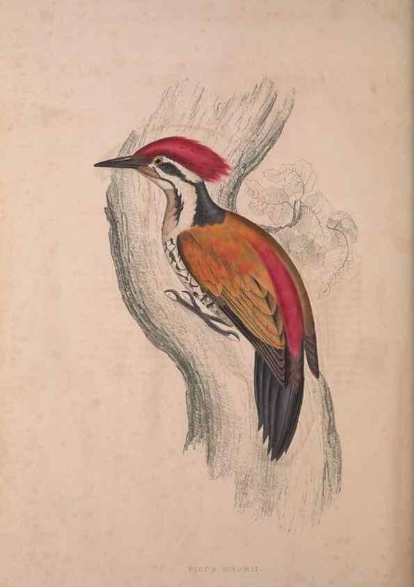 Reproducción/Reproduction 9240040196: A century of birds from the Himalaya Mountains.. London,1831.
