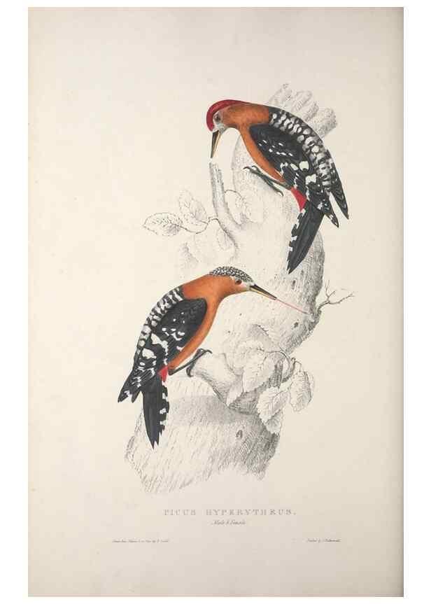 Reproducción/Reproduction 9237262425: A century of birds from the Himalaya Mountains.. London,1831.
