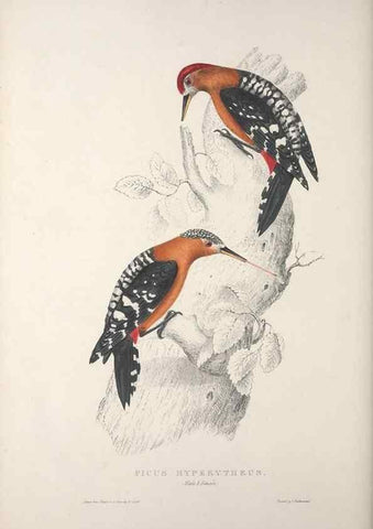 Reproducción/Reproduction 9237262425: A century of birds from the Himalaya Mountains.. London,1831.