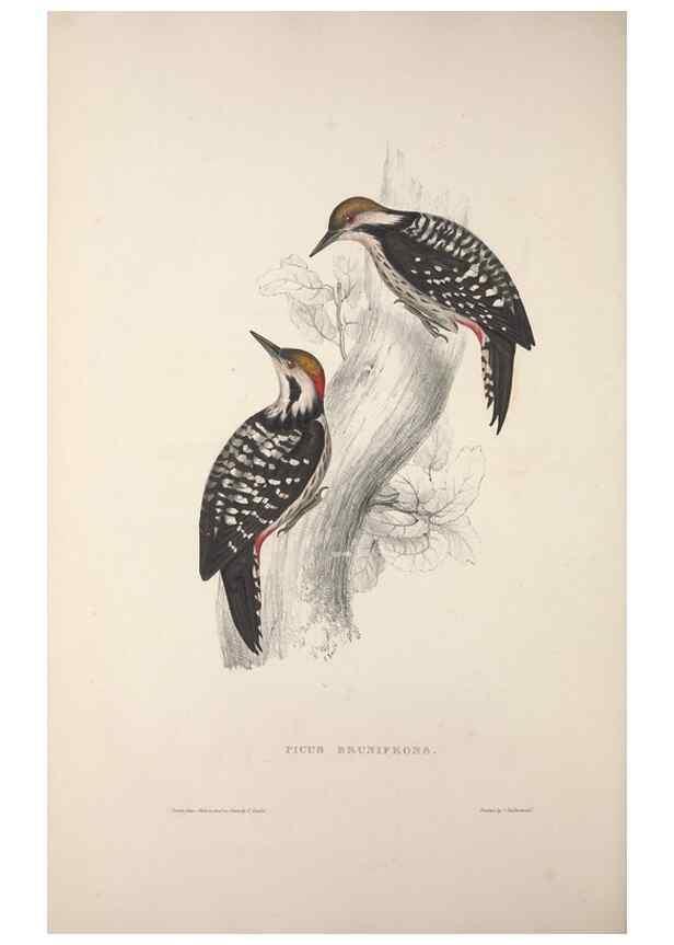 Reproducción/Reproduction 9237264813: A century of birds from the Himalaya Mountains.. London,1831.
