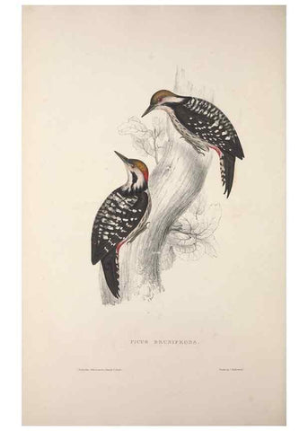Reproducción/Reproduction 9237264813: A century of birds from the Himalaya Mountains.. London,1831.