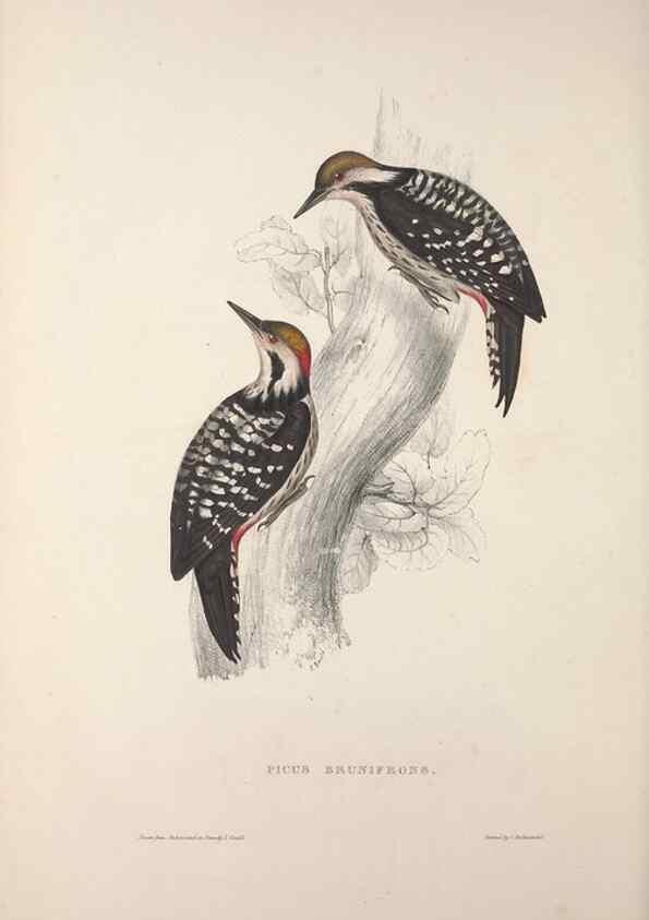 Reproducción/Reproduction 9237264813: A century of birds from the Himalaya Mountains.. London,1831.