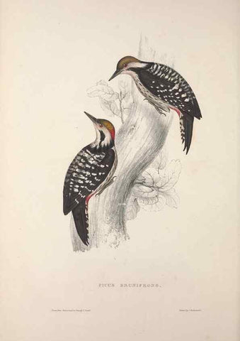 Reproducción/Reproduction 9237264813: A century of birds from the Himalaya Mountains.. London,1831.