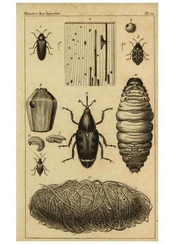 Reproducción/Reproduction 9240507140: Histoire des insectes,. Paris,Firmin Didot frères,1845.