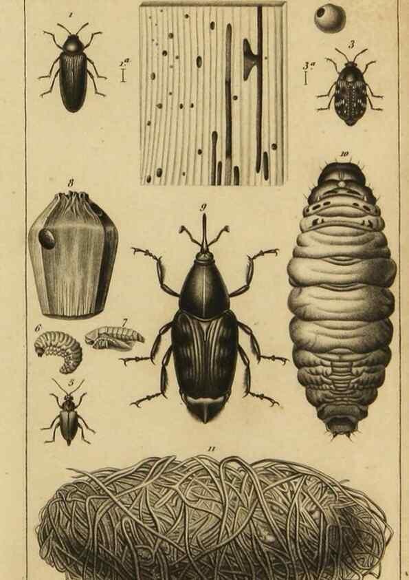 Reproducción/Reproduction 9240507140: Histoire des insectes,. Paris,Firmin Didot frères,1845.