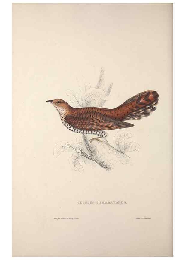 Reproducción/Reproduction 9240045940: A century of birds from the Himalaya Mountains.. London,1831.