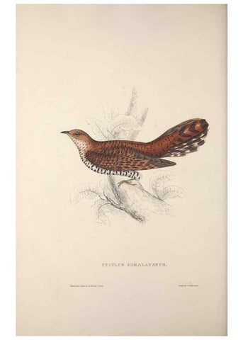 Reproducción/Reproduction 9240045940: A century of birds from the Himalaya Mountains.. London,1831.