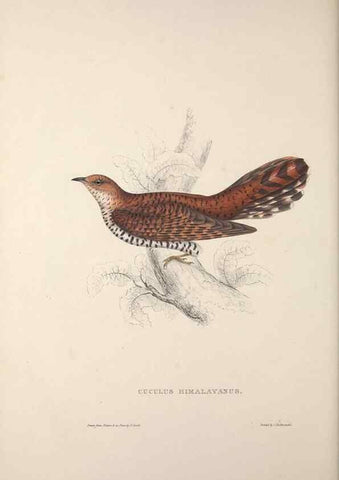 Reproducción/Reproduction 9240045940: A century of birds from the Himalaya Mountains.. London,1831.