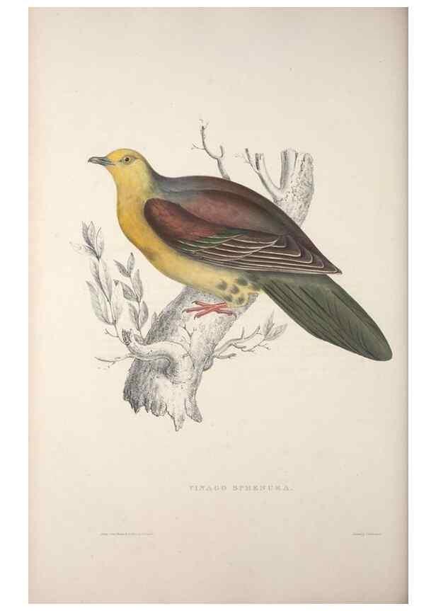 Reproducción/Reproduction 9240049902: A century of birds from the Himalaya Mountains.. London,1831.