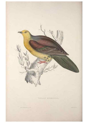 Reproducción/Reproduction 9240049902: A century of birds from the Himalaya Mountains.. London,1831.