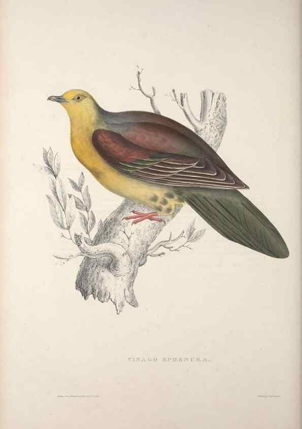 Reproducción/Reproduction 9240049902: A century of birds from the Himalaya Mountains.. London,1831.