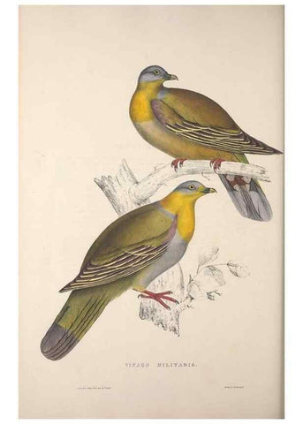 Reproducción/Reproduction 9237272365: A century of birds from the Himalaya Mountains.. London,1831.