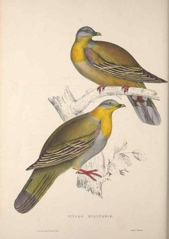 Reproducción/Reproduction 9237272365: A century of birds from the Himalaya Mountains.. London,1831.
