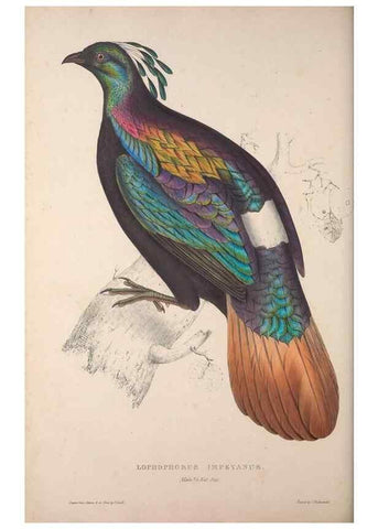 Reproducción/Reproduction 9240055086: A century of birds from the Himalaya Mountains.. London,1831.