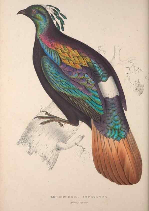 Reproducción/Reproduction 9240055086: A century of birds from the Himalaya Mountains.. London,1831.