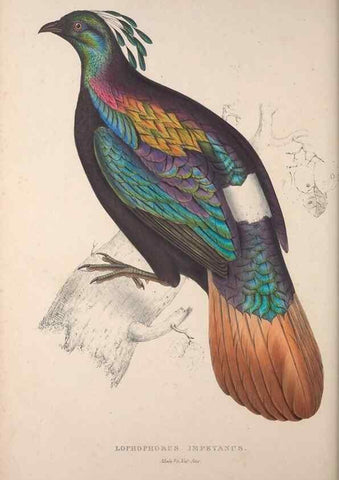 Reproducción/Reproduction 9240055086: A century of birds from the Himalaya Mountains.. London,1831.