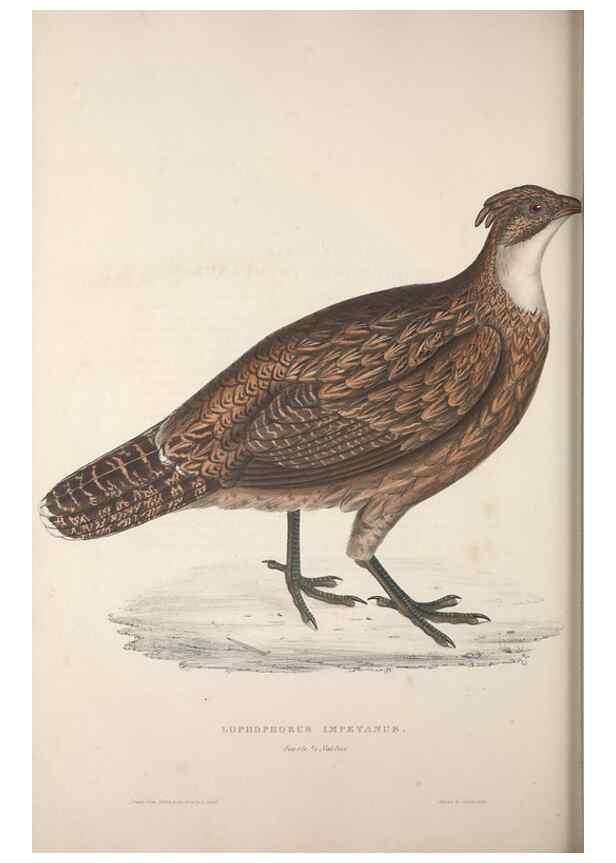 Reproducción/Reproduction 9237277267: A century of birds from the Himalaya Mountains.. London,1831.