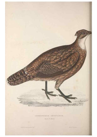 Reproducción/Reproduction 9237277267: A century of birds from the Himalaya Mountains.. London,1831.