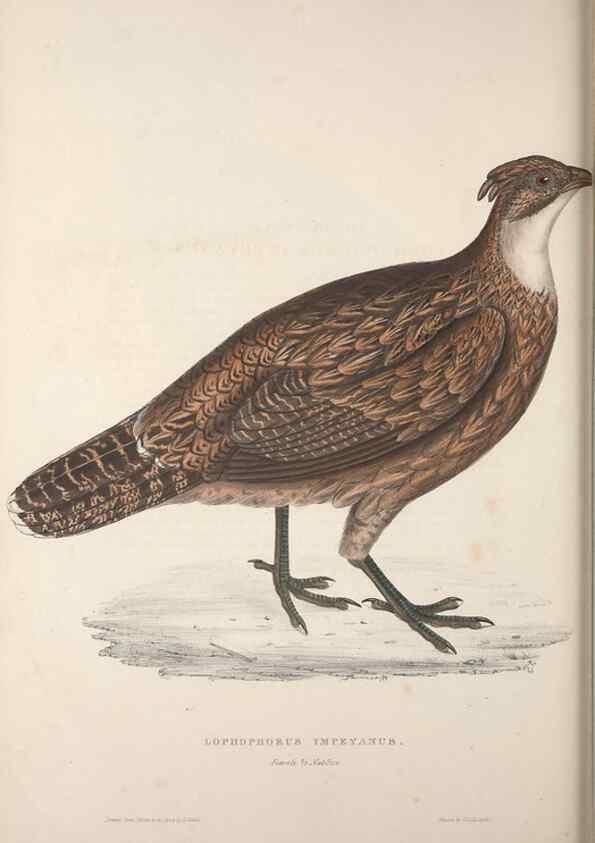 Reproducción/Reproduction 9237277267: A century of birds from the Himalaya Mountains.. London,1831.