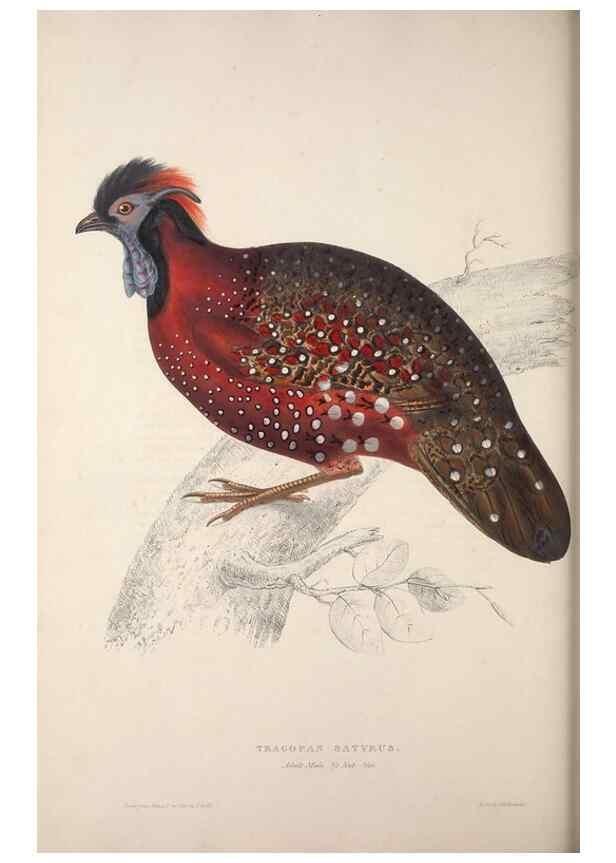 Reproducción/Reproduction 9237278667: A century of birds from the Himalaya Mountains.. London,1831.