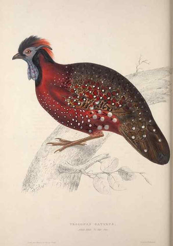 Reproducción/Reproduction 9237278667: A century of birds from the Himalaya Mountains.. London,1831.