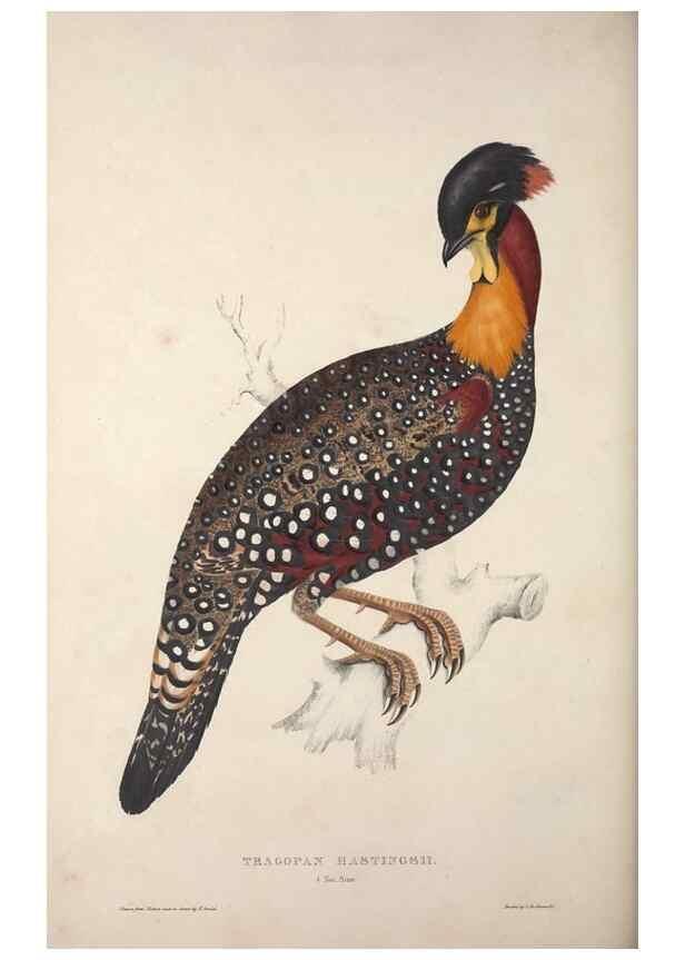 Reproducción/Reproduction 9240061596: A century of birds from the Himalaya Mountains.. London,1831.