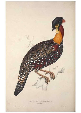 Reproducción/Reproduction 9240061596: A century of birds from the Himalaya Mountains.. London,1831.