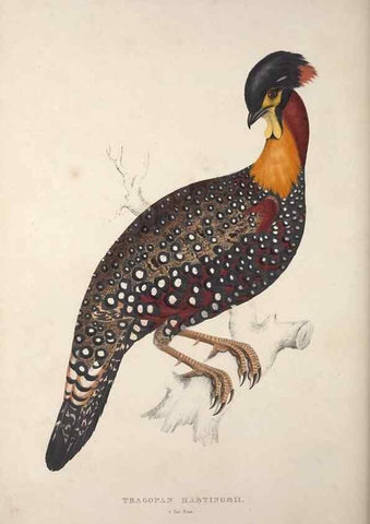 Reproducción/Reproduction 9240061596: A century of birds from the Himalaya Mountains.. London,1831.
