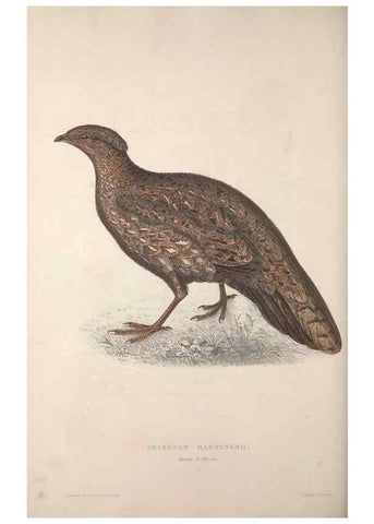Reproducción/Reproduction 9237283049: A century of birds from the Himalaya Mountains.. London,1831.