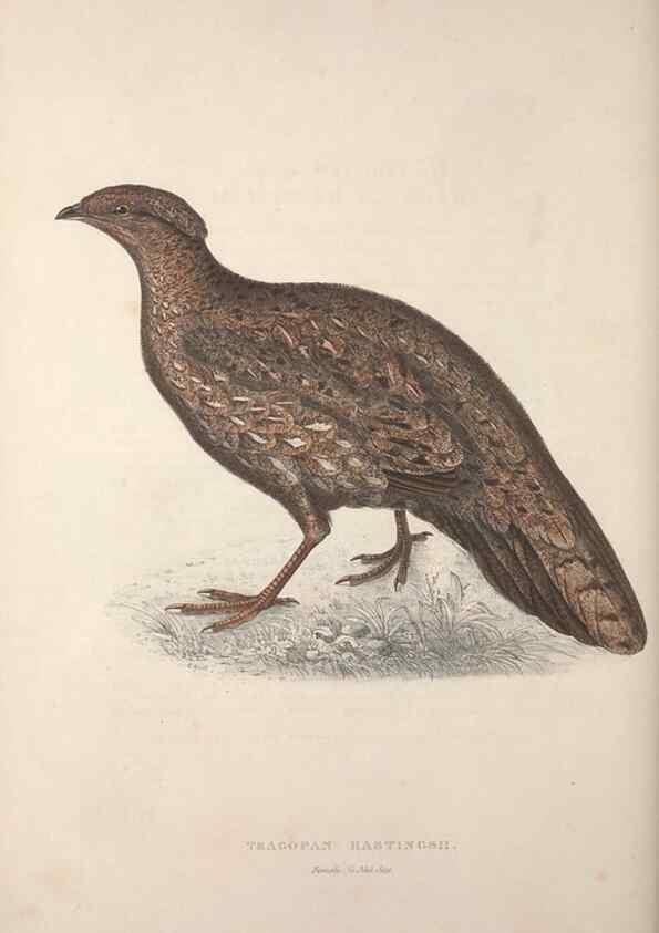 Reproducción/Reproduction 9237283049: A century of birds from the Himalaya Mountains.. London,1831.