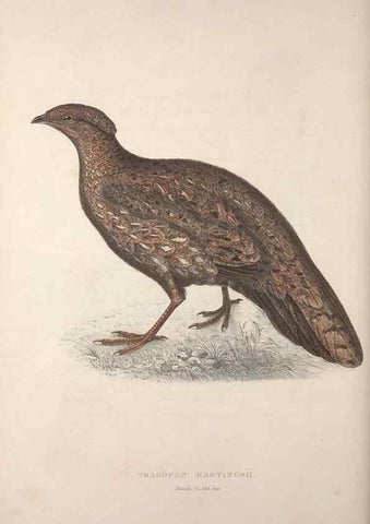 Reproducción/Reproduction 9237283049: A century of birds from the Himalaya Mountains.. London,1831.